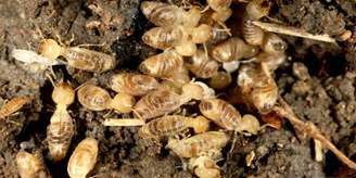 iStock_000005667691Small_fleas.jpg