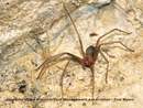 Brown Recluse Spider.jpg