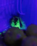 Screen Shot 2022-01-30 at 6.40.02 PM.png